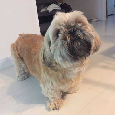 Shih tzu Liinu ennen.