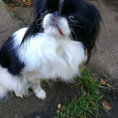 Pikku japanese chin Fifi.