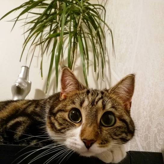 Kissat